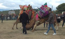 Salgın sonrası ilk deve güreşi! Çanakkale'den ve Ege'den develer katıldı
