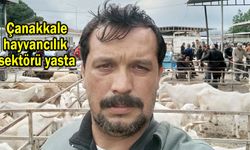 Çanakkale hayvancılık sektörü yasta