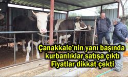 Çanakkale’nin yanı başında kurbanlıklar satışa çıktı (Video)