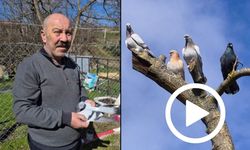 Bir Ev Parasına Güvercin Satıyorlar (Video)