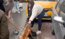 Pitbull saldırısı kamerada, sahibine ağır ceza! (Video)