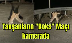 Çanakkale'de gülümseten manzara: Tavşanların "Boks" Maçı kamerada (Video)