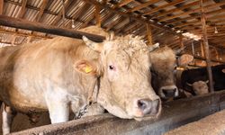 Tonluk 'Paşa' 500 bin lira (Video)