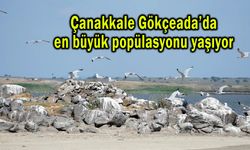 Çanakkale Gökçeada’da en büyük popülasyonu yaşıyor (Video)