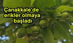 Çanakkale'de erikler olmaya başladı