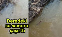 Deredeki su samuru şaşırttı