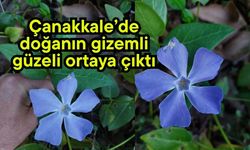Çanakkale’de doğanın gizemli güzeli ortaya çıktı