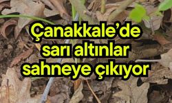 Çanakkale’de sarı altınlar sahneye çıkıyor