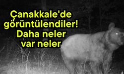 Çanakkale'de görüntülendiler! Daha neler var neler