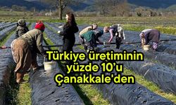 Türkiye üretiminin yüzde 10’u Çanakkale'den