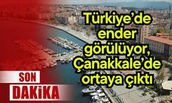 Türkiye’de ender görülüyor, Çanakkale’de ortaya çıktı