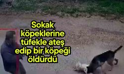 Sokak köpeklerine tüfekle ateş edip bir köpeği öldürdü