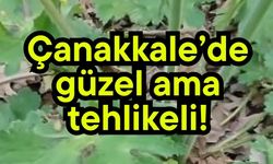 Çanakkale’de güzel ama tehlikeli!