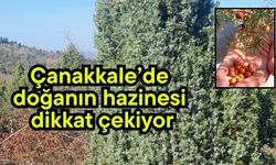 Çanakkale’de doğanın hazinesi dikkat çekiyor