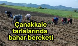 Çanakkale tarlalarında bahar bereketi