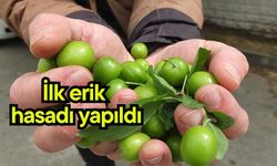 İlk erik hasadı yapıldı