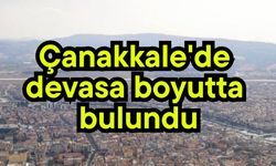 Çanakkale'de devasa boyutta bulundu