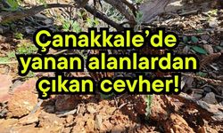 Çanakkale’de yanan alanlardan çıkan cevher!