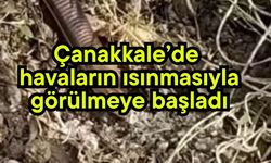 Çanakkale’de havaların ısınmasıyla görülmeye başladı