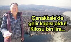 Çanakkale'de gelir kapısı oldu! Kilosu bin lira... (Video)