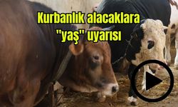 Kurbanlık alacaklara "yaş" uyarısı (Video)