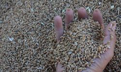 Buğday ve Mısırda Üretim Patlaması: Rekor Kapıda