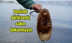 Denizde görürseniz sakın dokunmayın!
