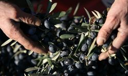 Bir kilogram zeytin için 6798 litre suya ihtiyaç duyuluyor