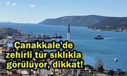 Çanakkale'de zehirli tür sıklıkla görülüyor, dikkat!