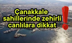 Çanakkale sahillerinde zehirli canlılara dikkat!