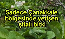 Sadece Çanakkale bölgesinde yetişen şifalı bitki