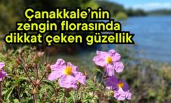 Çanakkale’nin zengin florasında dikkat çeken güzellik