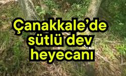 Çanakkale’de sütlü dev heyecanı