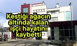 Kestiği ağacın altında kalan işçi hayatını kaybetti