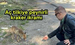 Aç tilkiye peynirli kraker ikramı (Video)