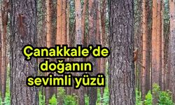 Çanakkale’de doğanın sevimli yüzü