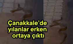 Çanakkale’de yılanlar erken ortaya çıktı