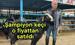 Şampiyon keçi o fiyattan satıldı (Video)