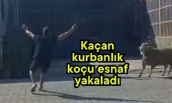 Kaçan kurbanlık koçu esnaf yakaladı