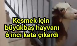 Kesmek için büyükbaş hayvanı 6'ıncı kata çıkardı (Video)