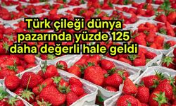 Türk çileği dünya pazarında yüzde 125 daha değerli hale geldi (Video)