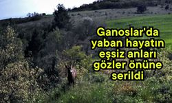 Ganoslar'da yaban hayatın eşsiz anları gözler önüne serildi (Video)