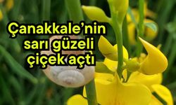 Çanakkale’nin sarı güzeli çiçek açtı