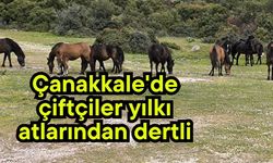 Çanakkale'de çiftçiler yılkı atlarından dertli (Video)