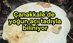 Çanakkale’de yoğun acı tadıyla biliniyor