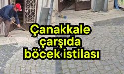 Çanakkale çarşıda böcek istilası