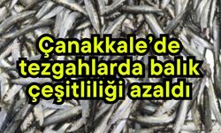 Çanakkale’de tezgahlarda balık çeşitliliği azaldı