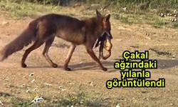 Çakal ağzındaki yılanla görüntülendi (Video)