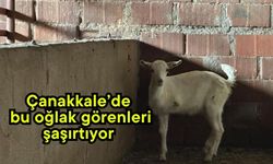 Çanakkale’de bu oğlak görenleri şaşırtıyor (Video)