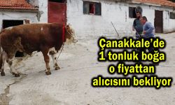 Çanakkale’de 1 tonluk boğa alıcısını bekliyor (Video)